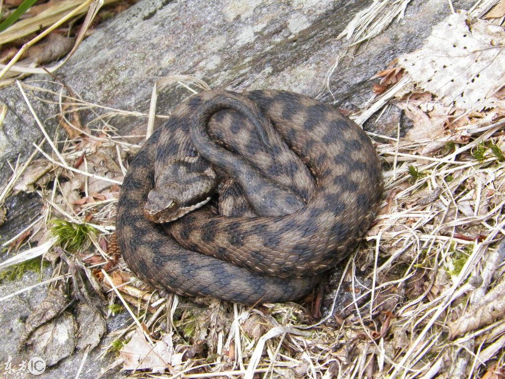 吉林之唤，剧本名称的深情呼唤